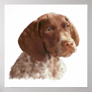 Tysk Shorthair Puppy Poster