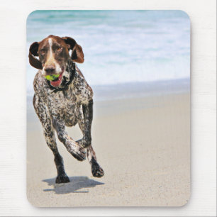 Tysk Shorthaired pekare - Luke - Riley Musmatta