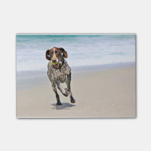Tysk Shorthaired pekare - Luke - Riley Post-it Block
