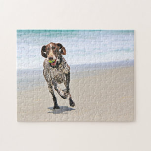 Tysk Shorthaired pekare - Luke - Riley Pussel