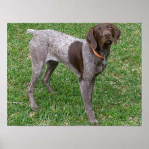 Tysk Shorthaired pekareaffisch Poster