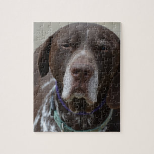 Tysk Shorthaired pekarehund Pussel