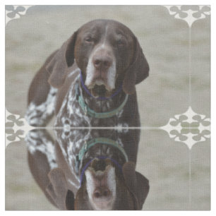 Tysk Shorthaired pekarehund Tyg