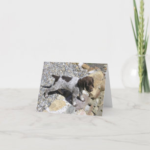 Tysk Shorthaired pekarevalp Kort