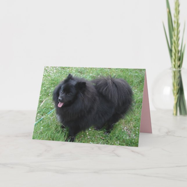 Tysk Spets Söt Svart Pomeranian hundar Kort (Framsida)