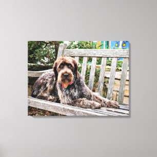 Tysk Wirehaired pekare - Lexy Canvastryck