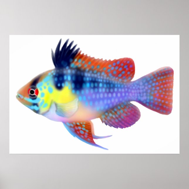 Tyska Blue Ram Dwarf Cichlid Poster (Framsidan)