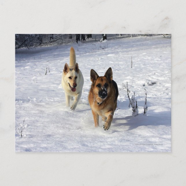 Tyska herdar som går i Snö Vykort (Framsida)