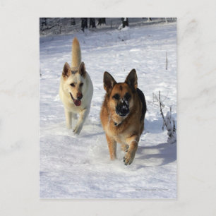 Tyska herdar som går i Snö Vykort