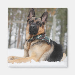 Tyska herde i Snö Magnet