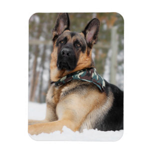 Tyska herde i Snö Magnet