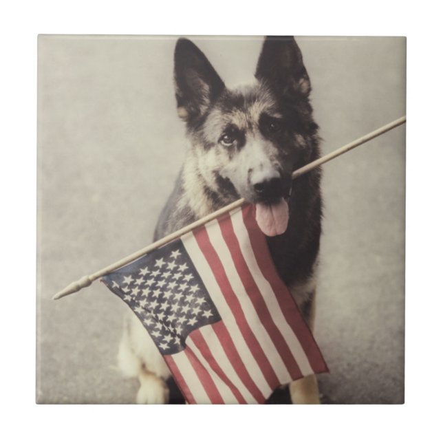 Tyska herde med amerikanska Flagga Kakelplatta (Framsidan)