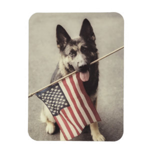 Tyska herde med amerikanska Flagga Magnet