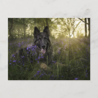 Tyska herdedjur, hund vid sprintime vykort