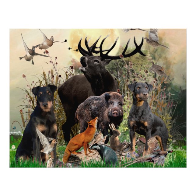 Tyska jaktterrier (Jagdskräcker) Fototryck (Framsidan)