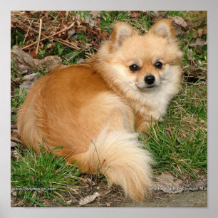 Tyska Kleinspitz Hund Poster