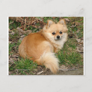 Tyska Kleinspitz Hund Vykort