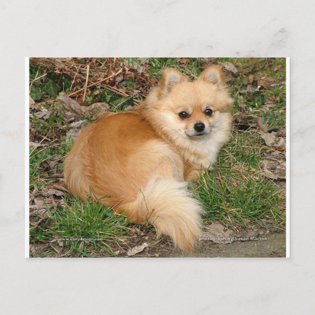 Tyska Kleinspitz Hund Vykort (Framsida)