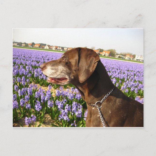 Tyska korthörare och blommor vykort (Framsida)