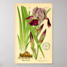 Tyska ris (Iris germanica)