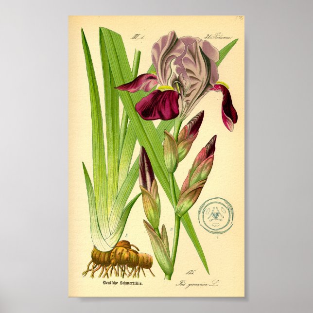 Tyska ris (Iris germanica) Poster (Framsidan)
