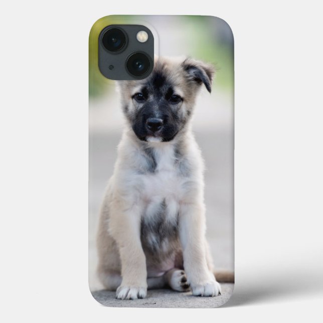 Tyska schepherd Puppy på fotbanan (Baksida)