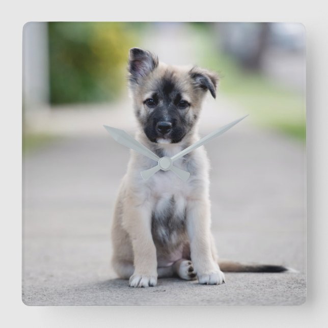 Tyska schepherd Puppy på fotbanan Fyrkantig Klocka (Framsida)