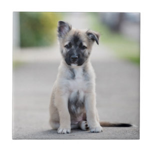 Tyska schepherd Puppy på fotbanan Kakelplatta