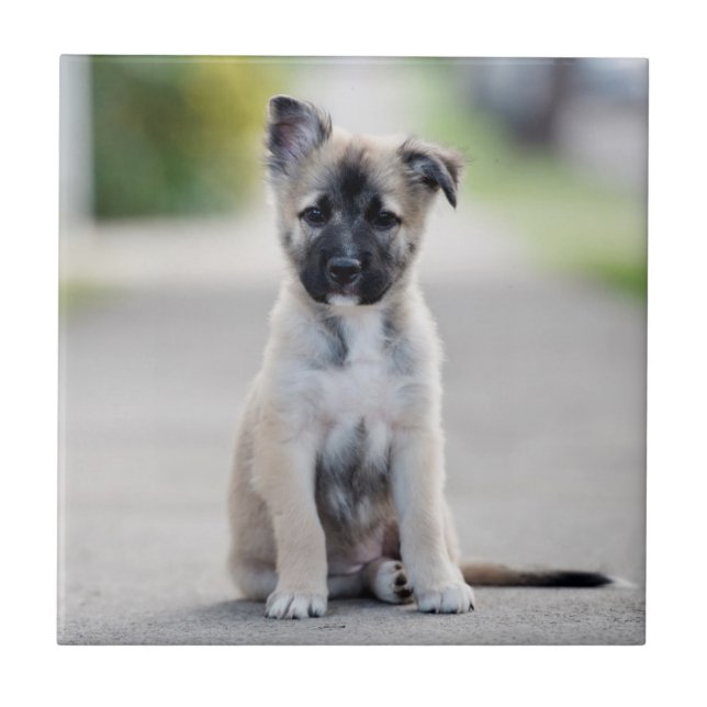 Tyska schepherd Puppy på fotbanan Kakelplatta (Framsidan)