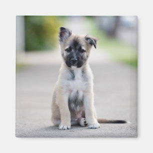 Tyska schepherd Puppy på fotbanan Magnet