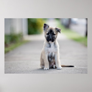 Tyska schepherd Puppy på fotbanan Poster