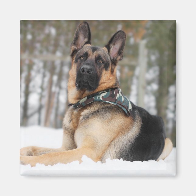 Tyska shefherd i Snö Magnet (Framsidan)