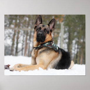 Tyska shefherd i Snö Poster