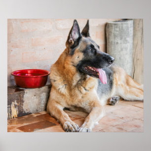 Tyska Sheperd Resting by Vatten Basin Poster