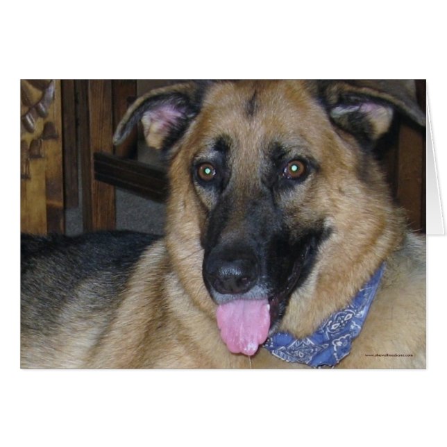 Tyska shepherd Bandana - Ranch Hund älskare Blank OBS Kort (Framsidan Horizontal)