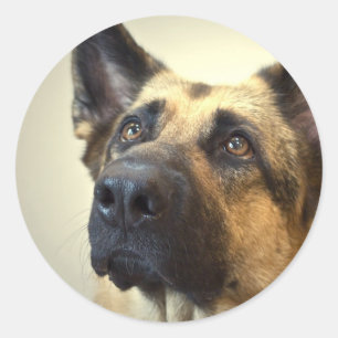 Tyska shepherd Bild Stickers Runt Klistermärke