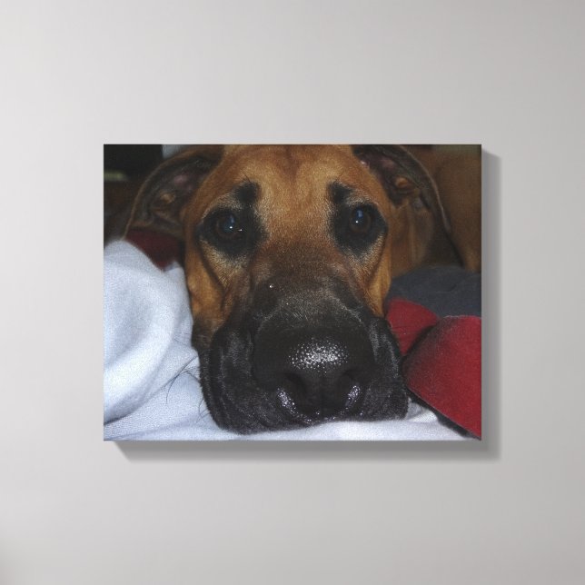 Tyska shepherd/ Boxer Mix closeup Canvastryck (Framsida)