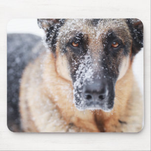 Tyska shepherd Closeup i Snö Musmatta