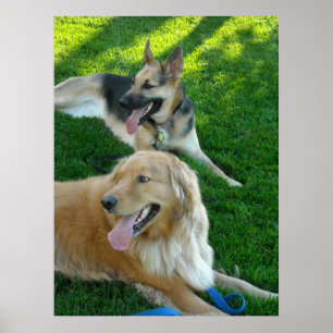 Tyska shepherd/Golden Retriever Poster