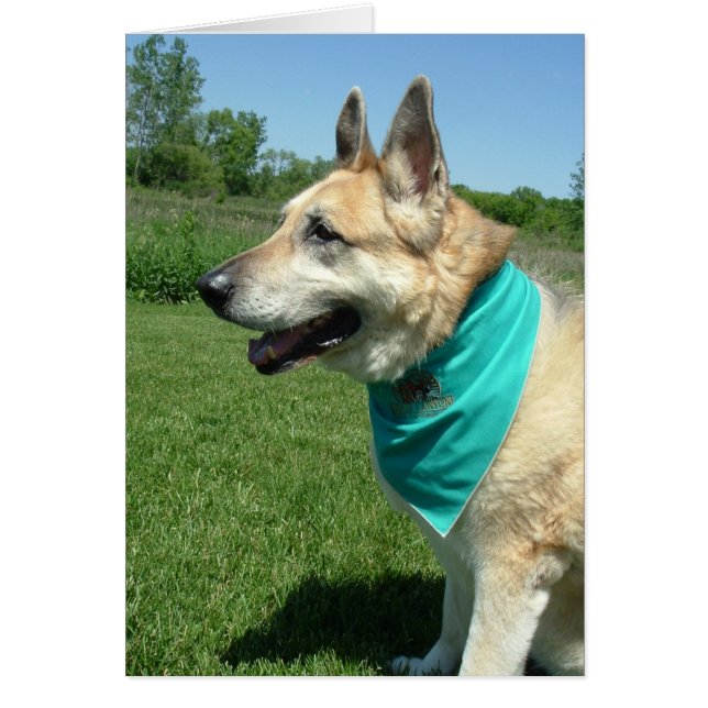 Tyska shepherd hälsningskort (Framsidan)