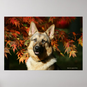 Tyska Shepherd Höst löv Poster