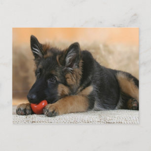 Tyska shepherd Hund design Vykort