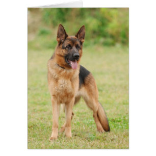Tyska shepherd hund hälsningskort
