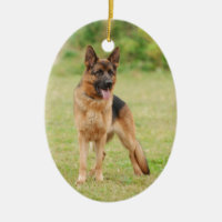 Tyska shepherd hund