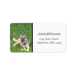 Tyska Shepherd Hund K9 Photo Adressetiketters Adressetikett