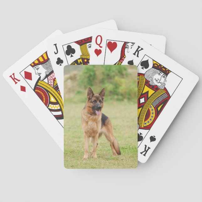 Tyska shepherd hund kortlek (Baksidan)