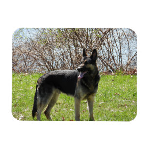 Tyska shepherd Hund Magnet