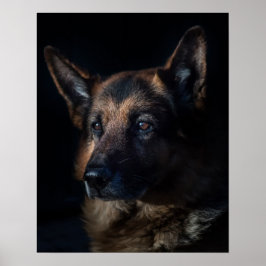 Tyska shepherd hund poster