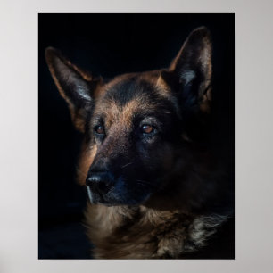 Tyska shepherd hund poster