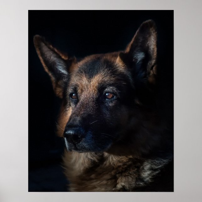 Tyska shepherd hund poster (Framsidan)
